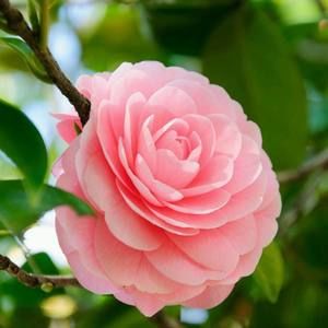 Meet your Posher, Suzan